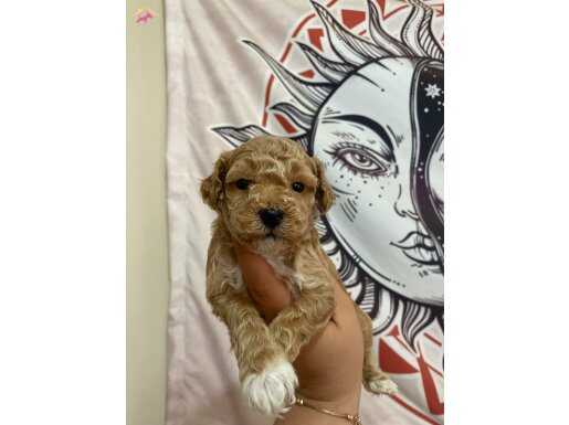 F2 maltipoo bebeklerim