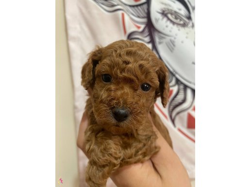 Red toy poodle bebeklerim