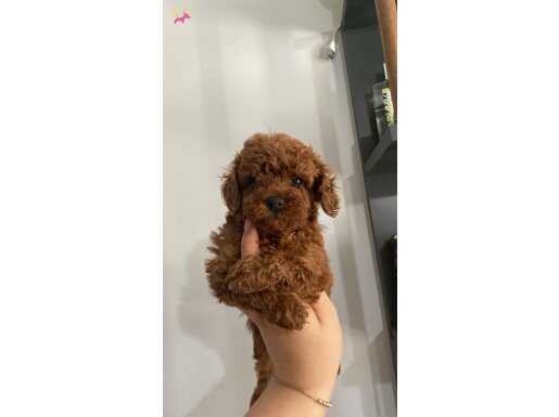 Poodle Bebekler
