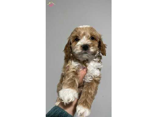 F2 Maltipoo bebekler