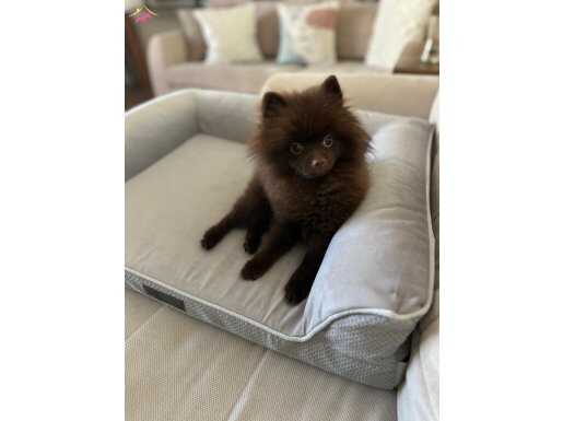 Özel renk chocolate pomeranian yavru 