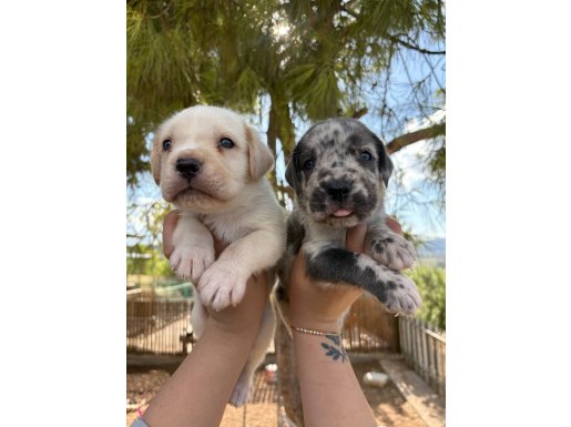 Özel renk merle ve albino cane corso bebekler