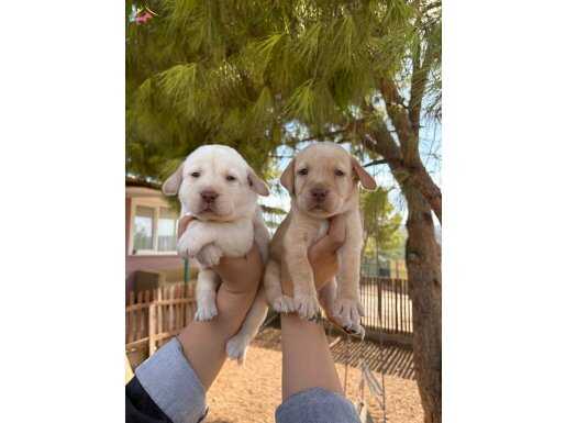 Şampanya labrador bebekler