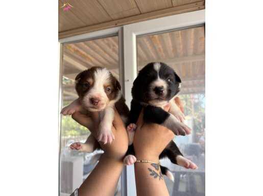 Klasik ve red border collie bebekler 