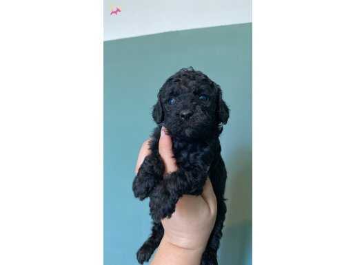Siyah ve apricot poodle bebekler