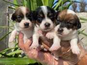 Jack russell bebeklerimiz