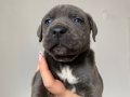 BLUE/SİYAH CANE CORSO YAVRULAR