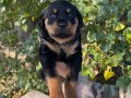 Yavru Rottweiler 