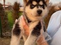 Yavru Sibirya Husky