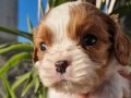 Bebek Cavalier King Charles