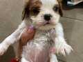 BEBEK CAVALIER KING CHARLES 