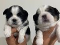 Shih tzu bebekler