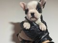 Bebek French Bulldog Yavruları