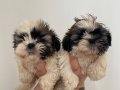 Shih Tzu Bebekler