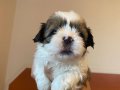 Shih tzu bebekler