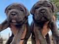 Blue Cane Corso bebekler 