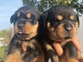 Mükemmel Rottweiler Yavrularım