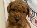 Red toy poodle bebeklerim