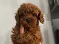 Poodle Bebekler