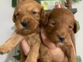 F2 Red Maltipoo Bebekler