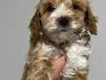 F2 Maltipoo bebekler