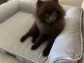 Özel renk chocolate pomeranian yavru 