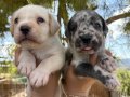 Özel renk merle ve albino cane corso bebekler