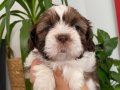 Shih tzu ve çikolata shihpoo bebekler