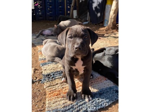 TOHUMLUK CANE CORSOLAR