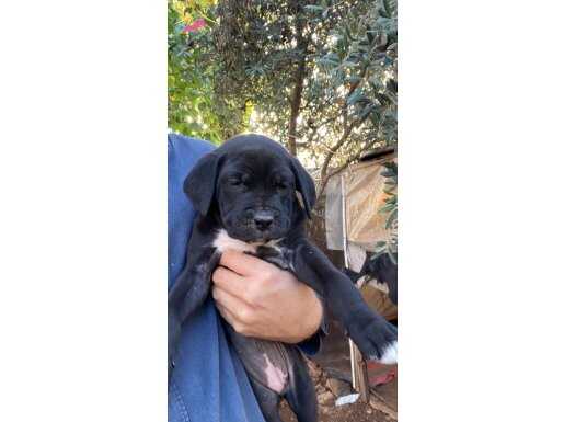 Sağlıklı Kandan Cane Corsa Yavrumuzu Ev Arıyoruz.