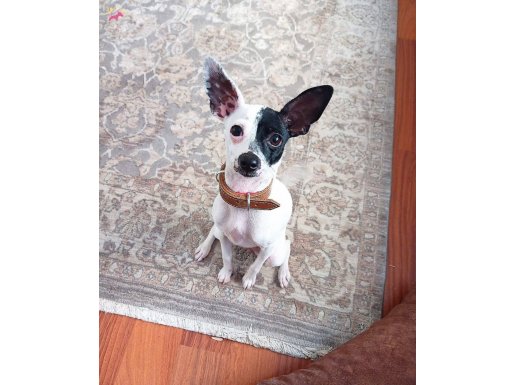 Yavru pinscher