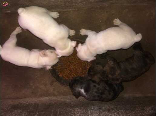 FRENCH BULLDOG 5 ADET 