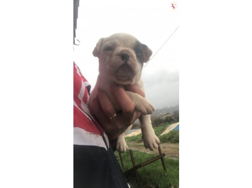 Son bir adet dişi french bebek