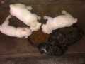 FRENCH BULLDOG 5 ADET 