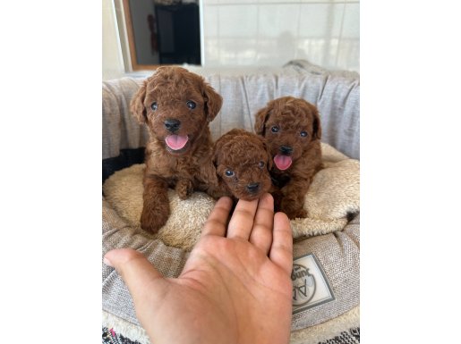 Sadece Eşsiz Poodle Bebek Arayanlara