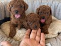 Sadece Eşsiz Poodle Bebek Arayanlara