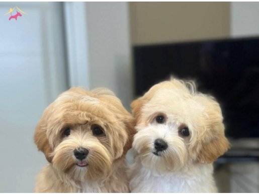 Şecereli anne ve babadan F1 kalite yavrular