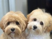 Şecereli anne ve babadan F1 kalite yavrular