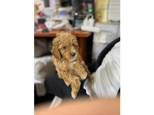 Üst sekmen Poodle yavrumuz yeni yuvası için hazır