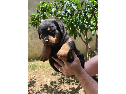 Üst sekmen rotweiler bebeklerimiz yeni evleri için hazır 