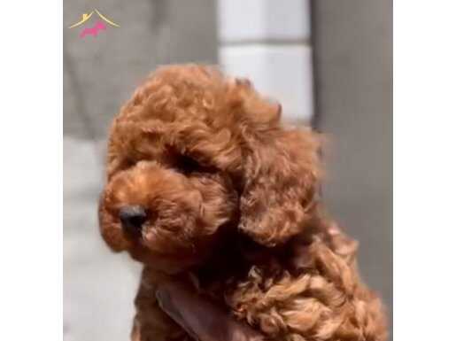 Güzeller güzeli Poodle bebekler 
