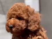 Güzeller güzeli Poodle bebekler 