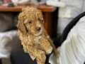 Üst sekmen Poodle yavrumuz yeni yuvası için hazır