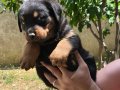 Üst sekmen rotweiler bebeklerimiz yeni evleri için hazır 