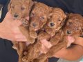 Sağlık ırk garantili ev ortamı Poodle bebekler