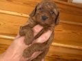 Sağlık ırk garantili ev ortamı Poodle bebekler