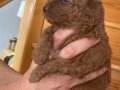Sağlık ırk garantili ev ortamı Poodle bebekler
