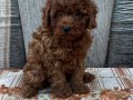 Sağlık ırk garantili ev ortamı Poodle bebekler