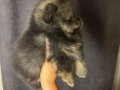 Güzeler güzeli ırkının en iyisi poomerian bebekler