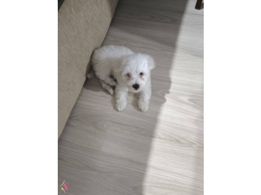 2 aylık maltese terrier 